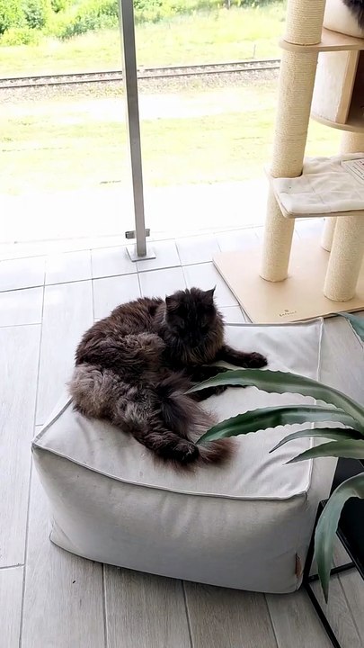 Have you planned your holidays yet? They are having their time off... every day :) #cats #funnycats #catlovers