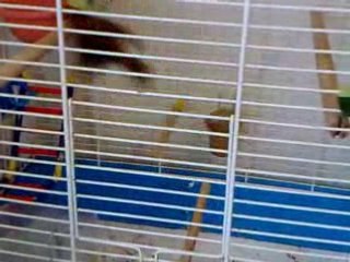 couple de canari et Hybride tarin  X CANARI