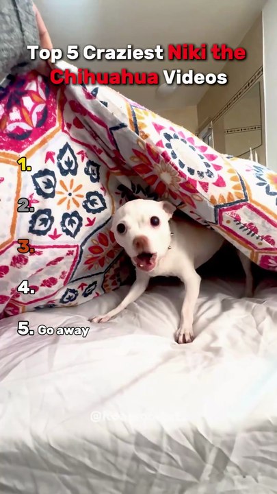 Nikki the Chihuahua is crazy for this...💀