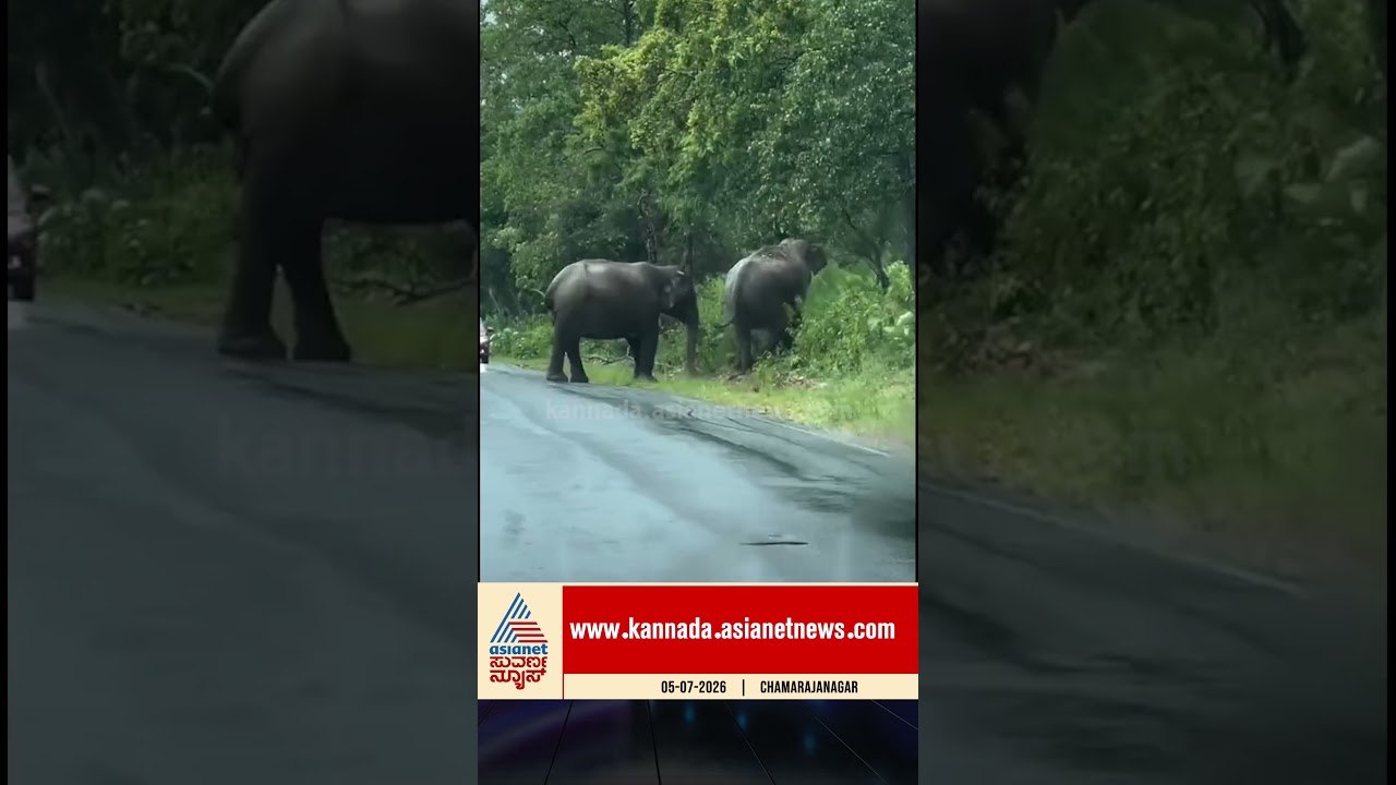 ರಸ್ತೆ ದಾಟುತ್ತಿರುವ ಗಜರಾಜ ಗ್ಯಾಂಗ್! #elephent #elephants #shorts #viralvideo