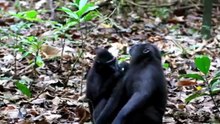 SULAWESI RAINFOREST, INDONESIA