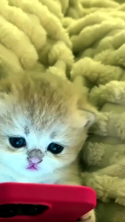 Cute cat