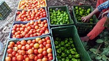 Tomato reels 😀😀 #tomatovideo