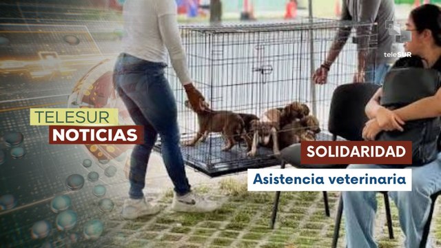 Médicos y veterinarios unidos por mascotas damnificadas tras los terremotos 