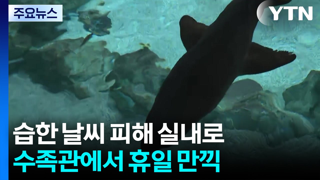 습기 피해 실내로...도심 수족관 나들이객 '북적' / YTN