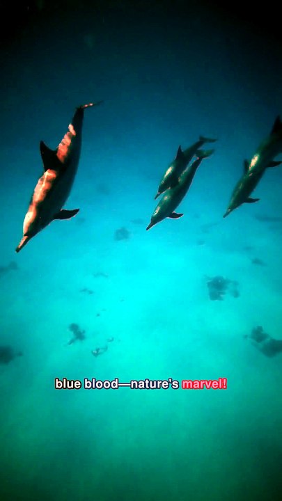Imagine swimming with creatures that have three hearts and blue blood—nature's marvel!