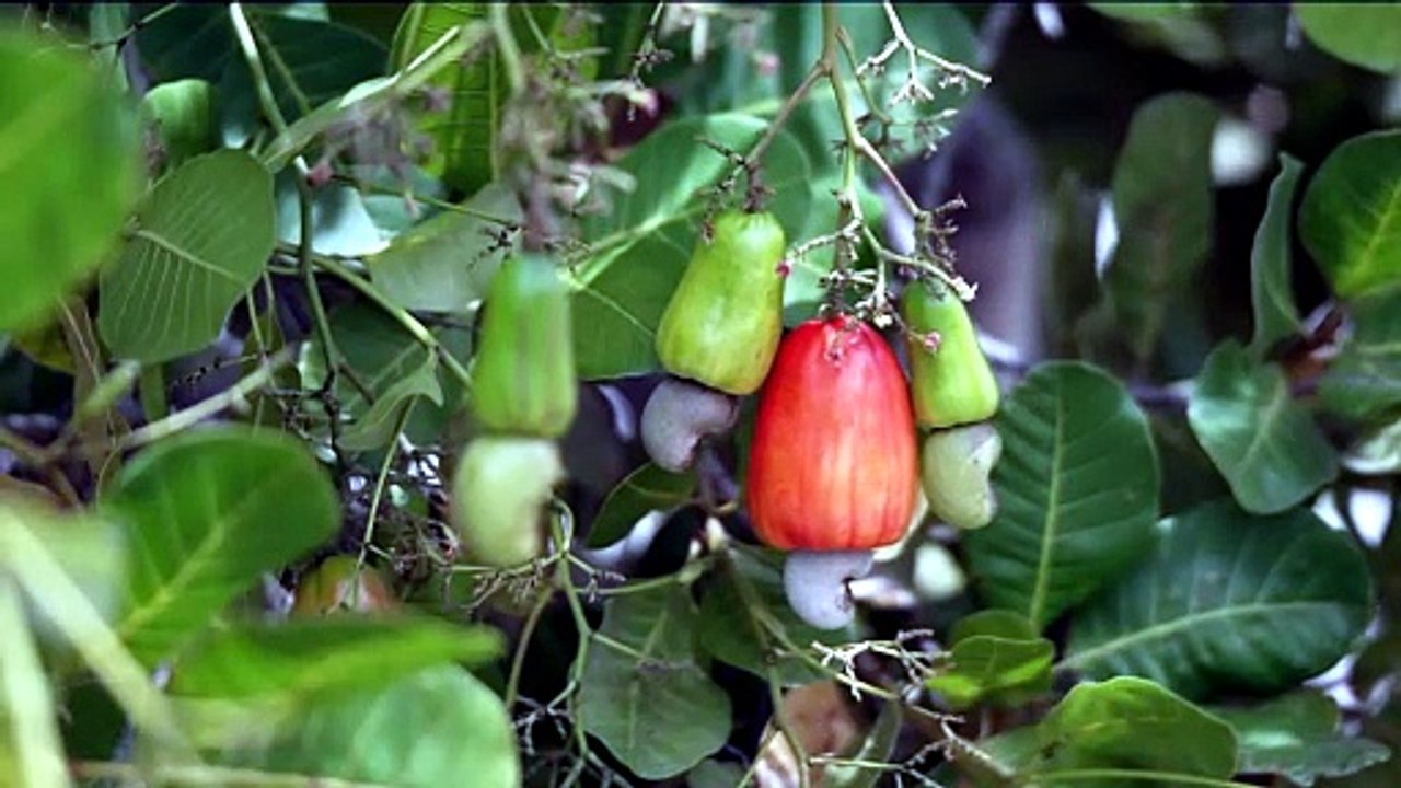 Globo Rural destaca produção de caju e impacto social no Sertão de Pernambuco (05/07)