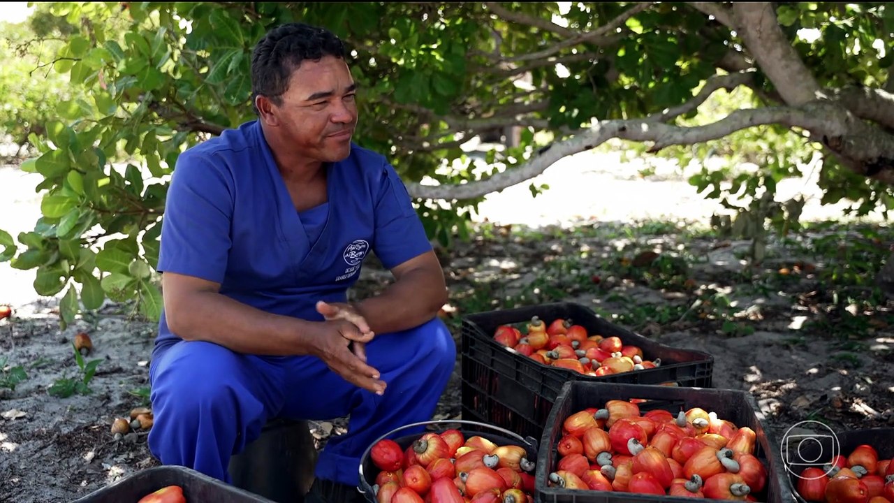 Globo Rural hoje (05/07): programa destaca produção de caju e impacto social no Sertão de Pernambuco