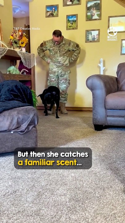 Blind Dog Finally Reunites With Her Military Dad 😭❤️#dog #blinddog #military #reunion #heartwarming #dogs #animals #pet #animalstories #emotional #love #viral #shorts #doglover #wholesome