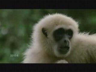 agile comme un gibbon!