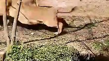 When Her Baby Is Threatened… She Becomes Fearless ❤️🦁🐾