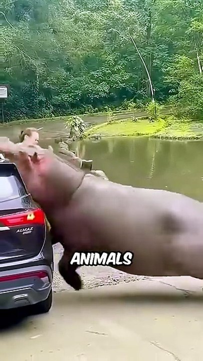 Never Make These DEADLY Mistakes With Wild Animals! ☠️🦁 Shocking Wildlife Facts