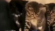 Take This! Ahh Cat 🥀🐱💀
