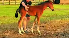 This Video Went Viral When This Foal Did THIS 😨🐴❤️