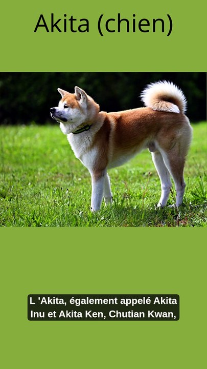 Akita (chien)