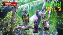 Paano pinalalaki ng South Philippine Hawk Eagle ang kanilang inakay?  | Born To Be Wild
