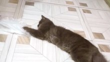 cute cat😼❤️!!13#cat #catlife #pets