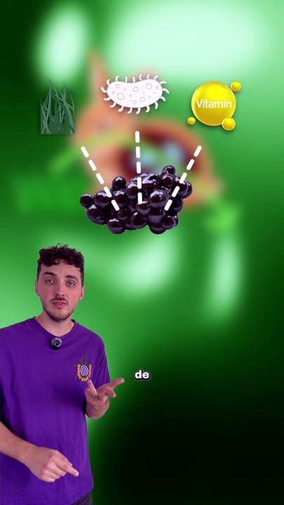Pourquoi il mange son CACA lui ? #gorille #digestion #caca #animaux #nature