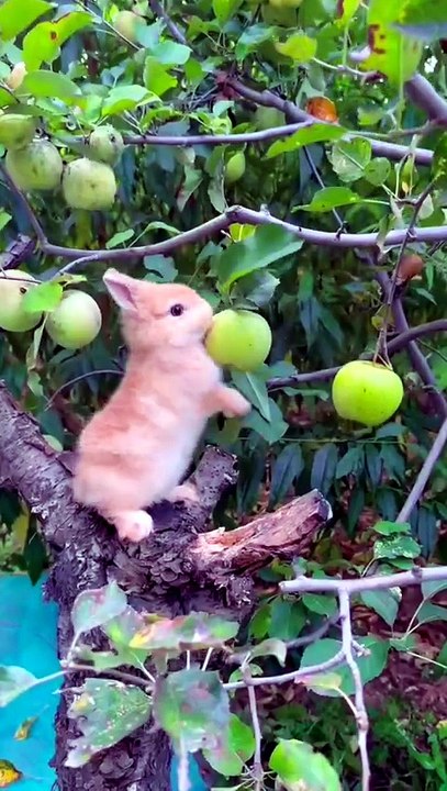#FunnyAnimals (Part 2)