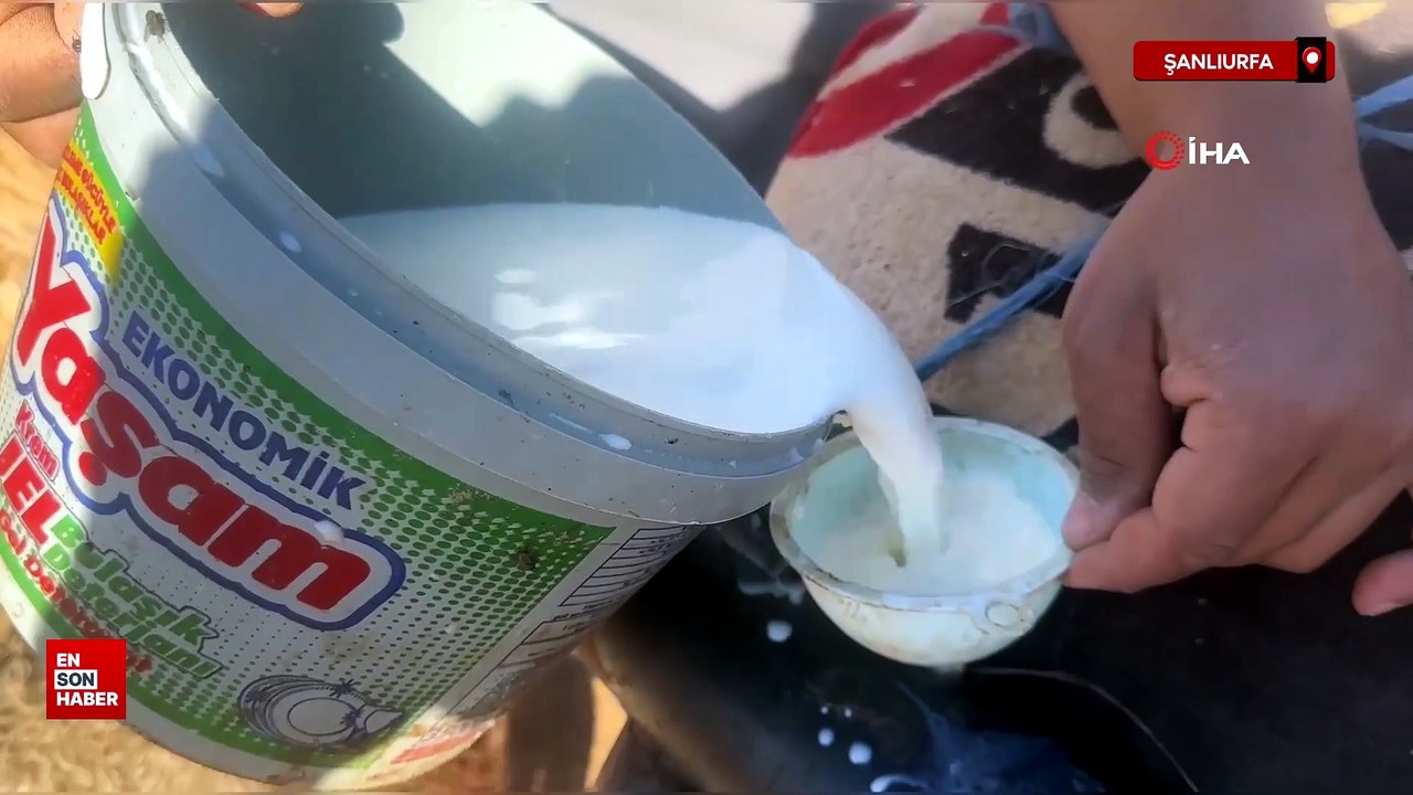 Şanlıurfa'da semere yerleştirdiği biberonlarla sürü psikolojisini yönetiyor