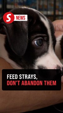 Pet abandonment main driver of stray problem, say animal lovers