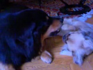 Soirée tricot pour les chiens
