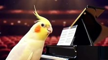 Cockatiel is singing in front of a miniature piano.