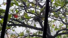 Crow's fight for family