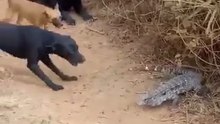 The Great Battle of the Crocodiles and the Dogs