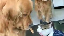 ĐỐI ĐẦU THÚ CƯNG CHÓ VÀ MÈO