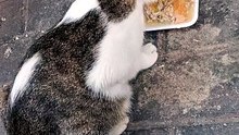 LovingSTRAYcats