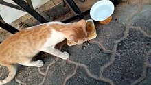 ILOVEstrayCATS