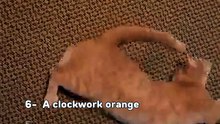 🙀 FOLLOW FOR MORE (CatsAreLiquid)