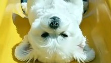 Dogs are so funny #dog #kingdomofawais
