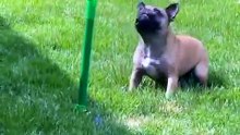 Sunflower Sprinkler for Dogs – Fun Backyard Water Toy for Frenchies & Pups 🌻