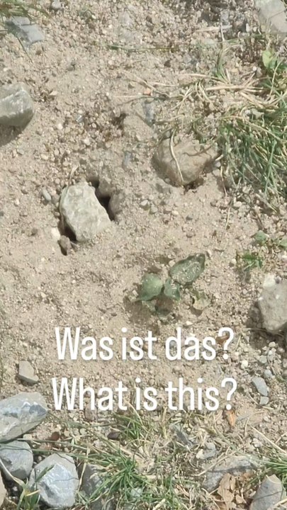 A1 Deutsch | Was ist das? 🐜 Das ist ein Ameisennest! | Deutsch lernen | German A1