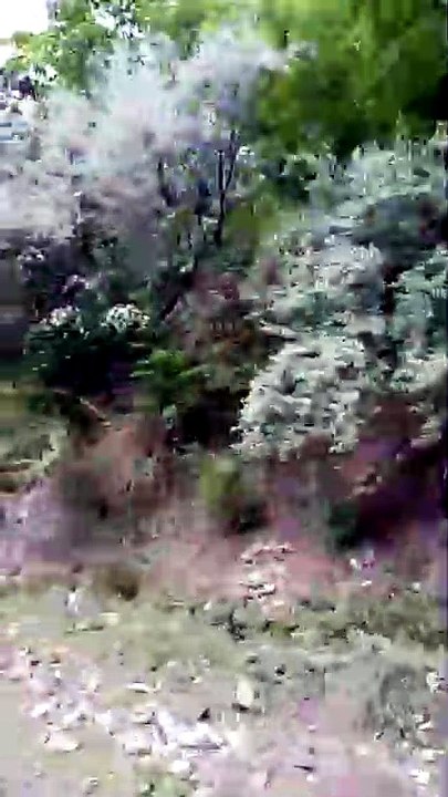 Beatifically video  Entertainment