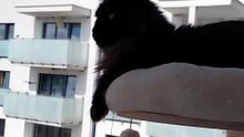 Neighborhood Watch. 😼👀 #cats #funnycats #catlovers