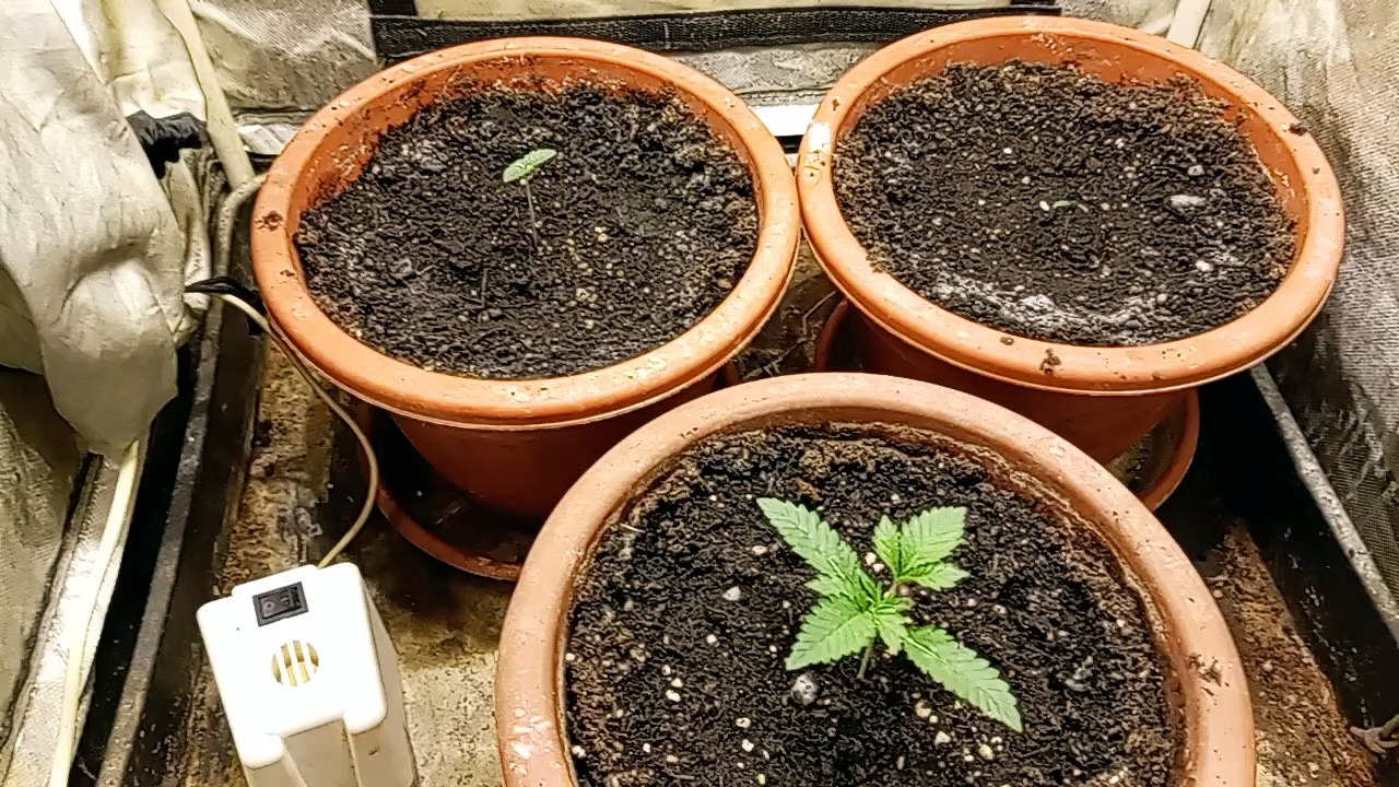 Día 8 de cultivo