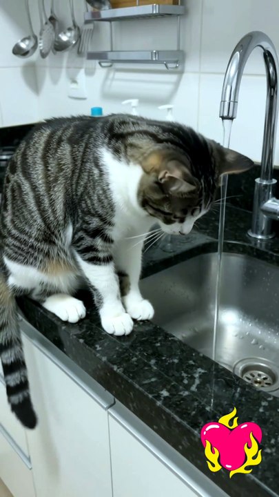 She loves to play with water #cat #kingdomofawais