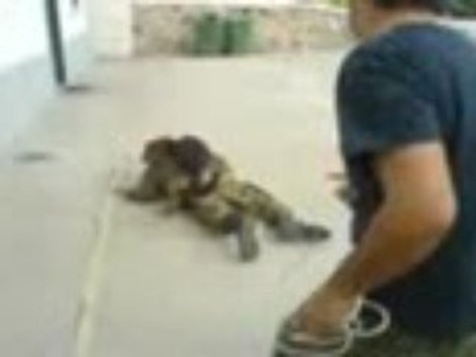 FLUVORE_un_soldat_attaqu_par_un_chien_b5f8d