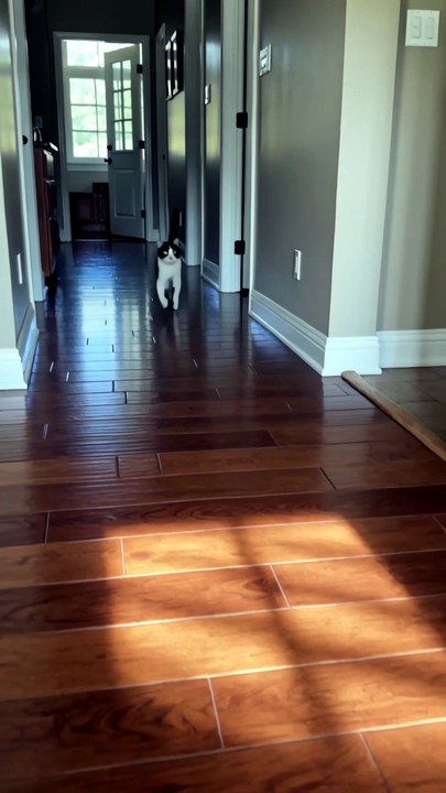 One Beep = Instant Cat Stampede 🔊😹