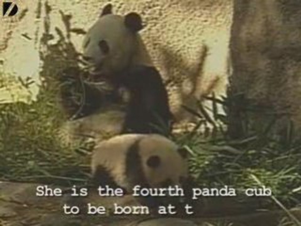Baby Panda