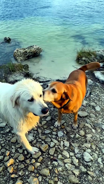 They Thought Their Dog Saw a Heron… Then THIS Emerged From the Lake 😳🚨