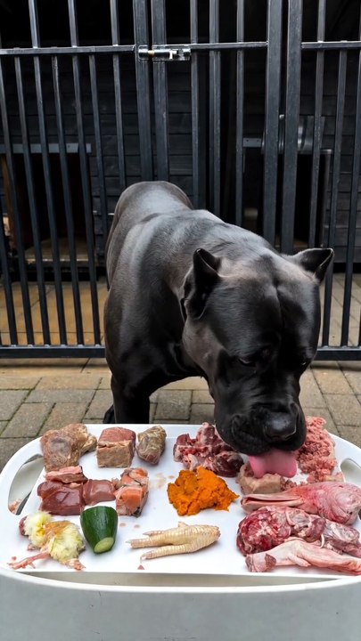 From Predator Mode to Gentle Giant 🖤🐾