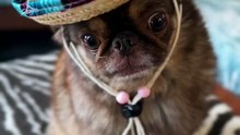King Chilli The Pug
