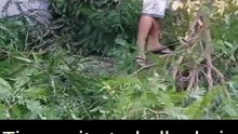 Tive que cortar o galho de árvore