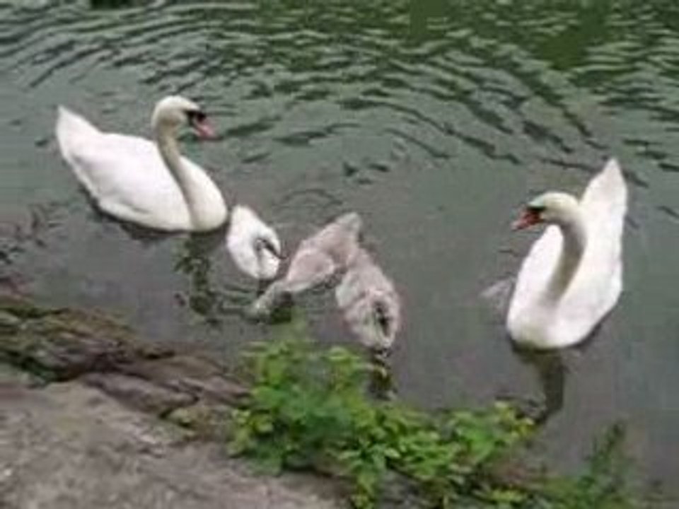 FAMILLE DE CYGNES SUR LA MEUSE * 30 JUIN 2008