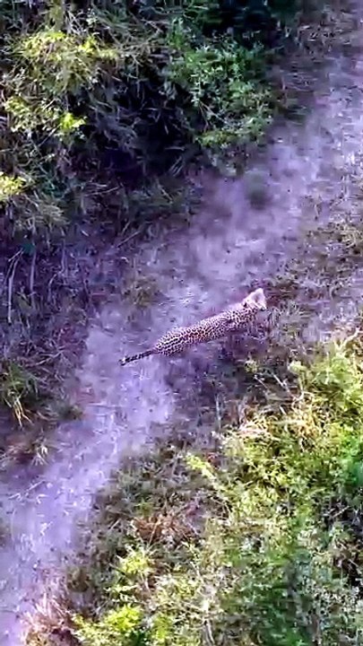 Rare Aerial Footage Of Wild Leopard Pair Moving Stealthily In The African Wilderness