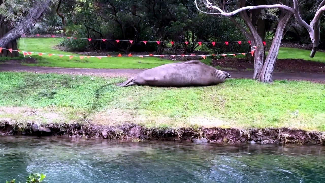 Safety fears spark calls for better protections for Neil the seal